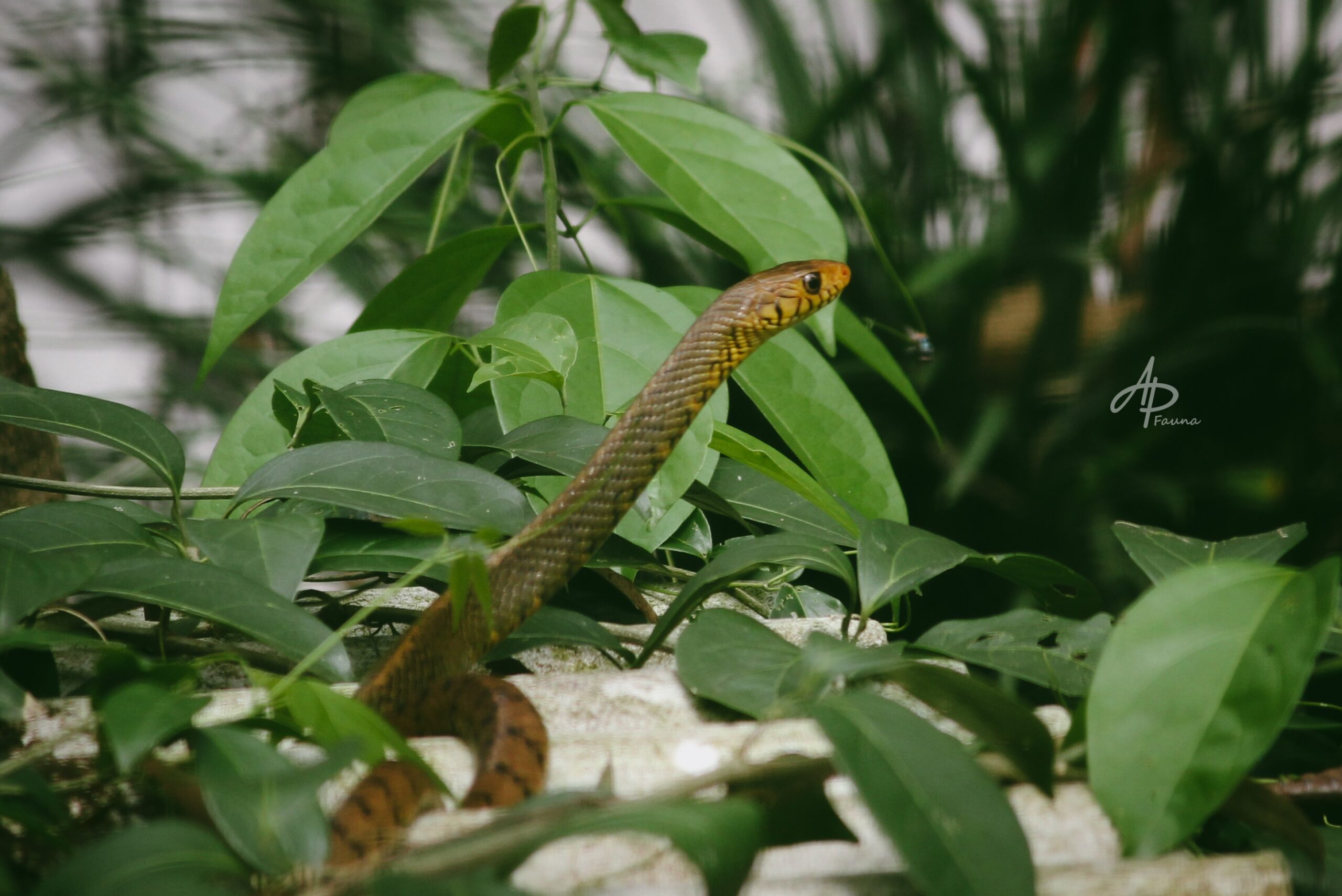 PTYAS MUCOSA