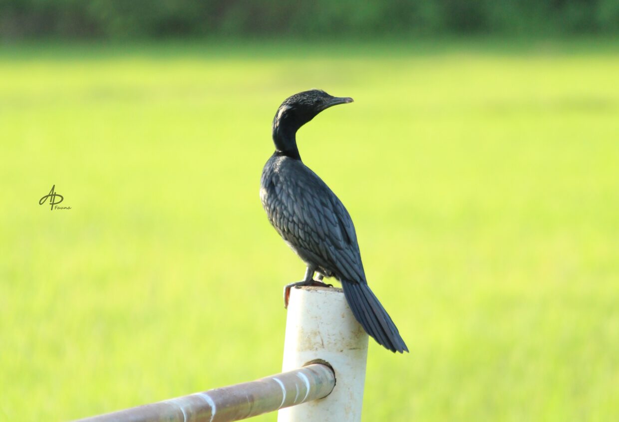LITTLE CORMORANT