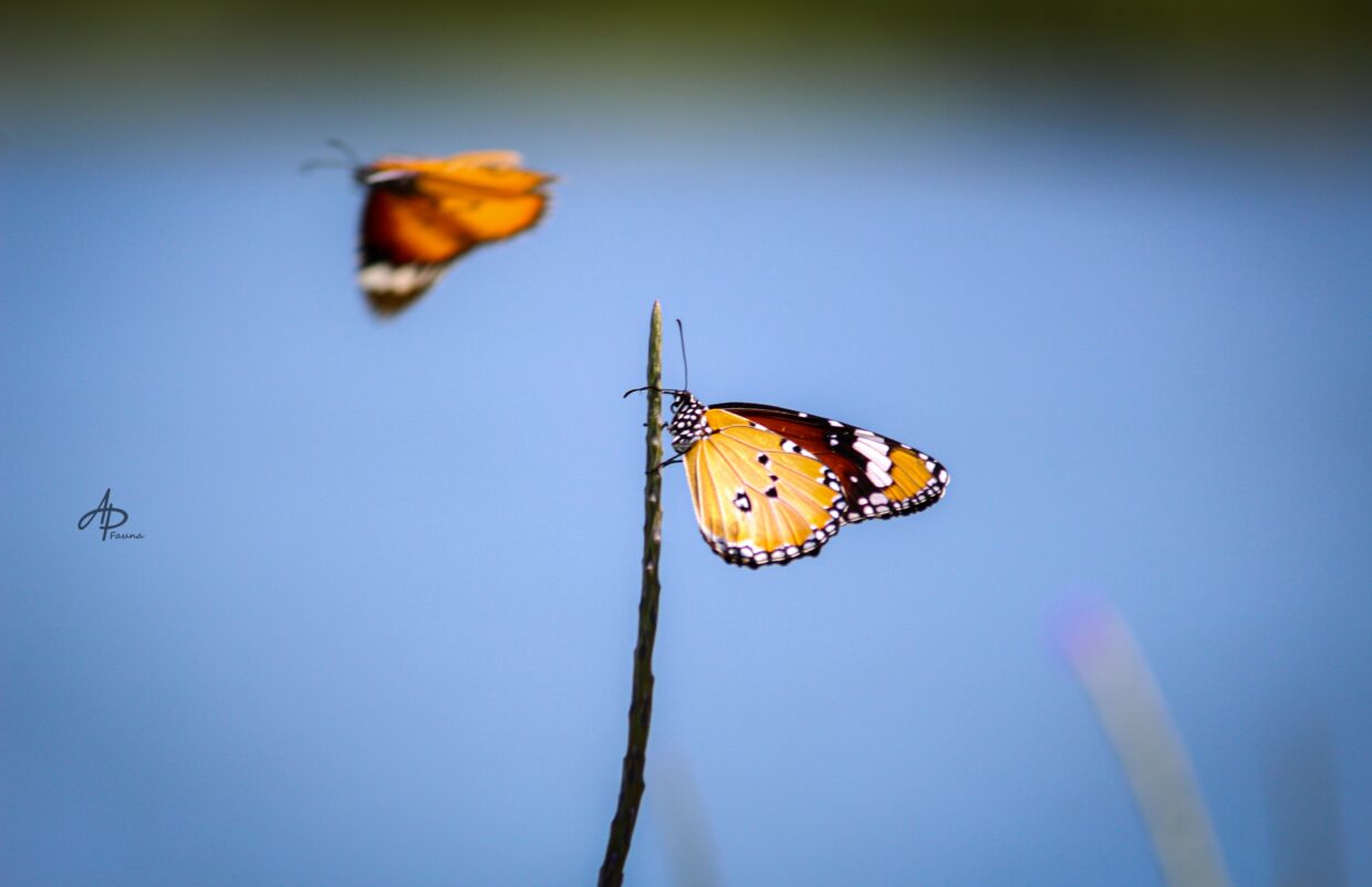 PLAIN TIGER