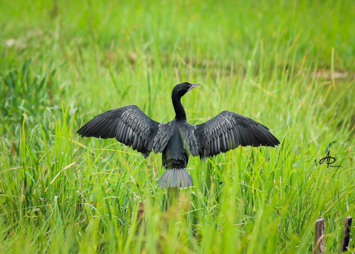 LITTLE CORMORANT