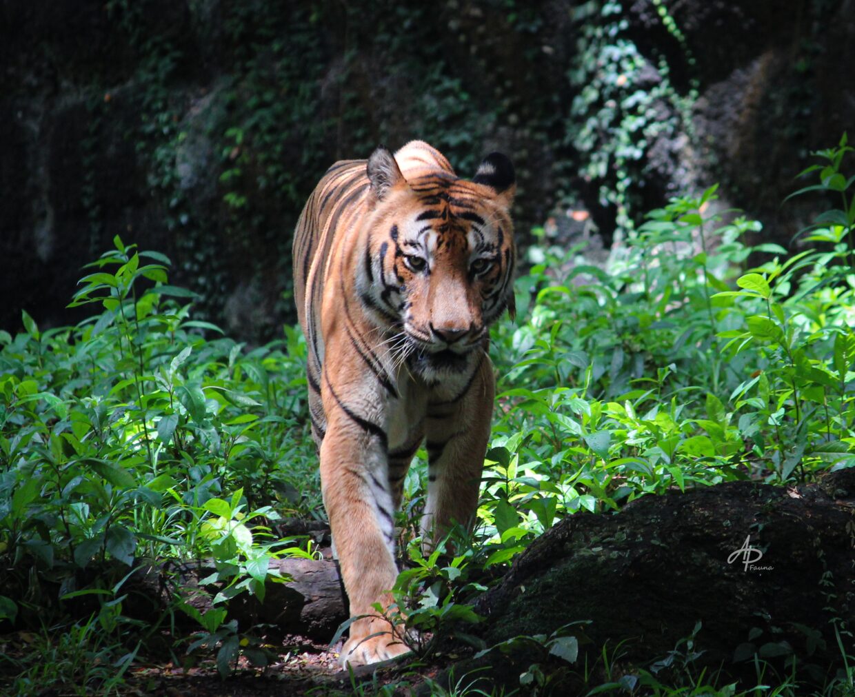 BENGAL TIGER