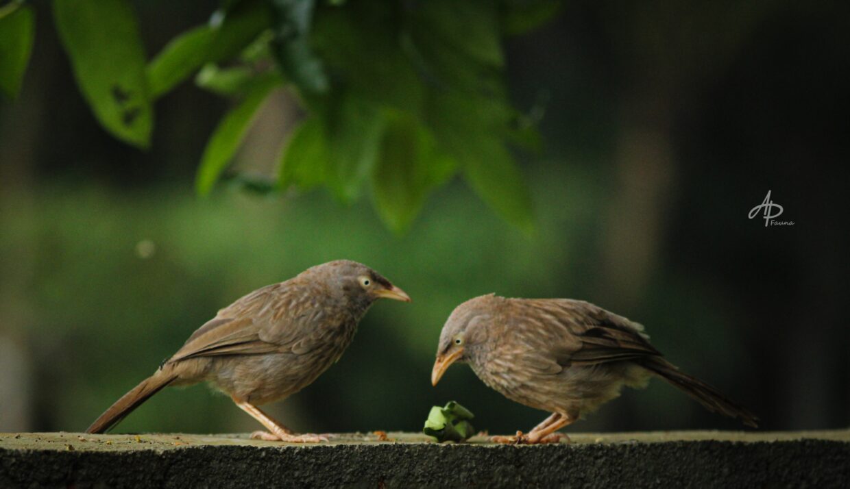 JUNGLE BABBLER