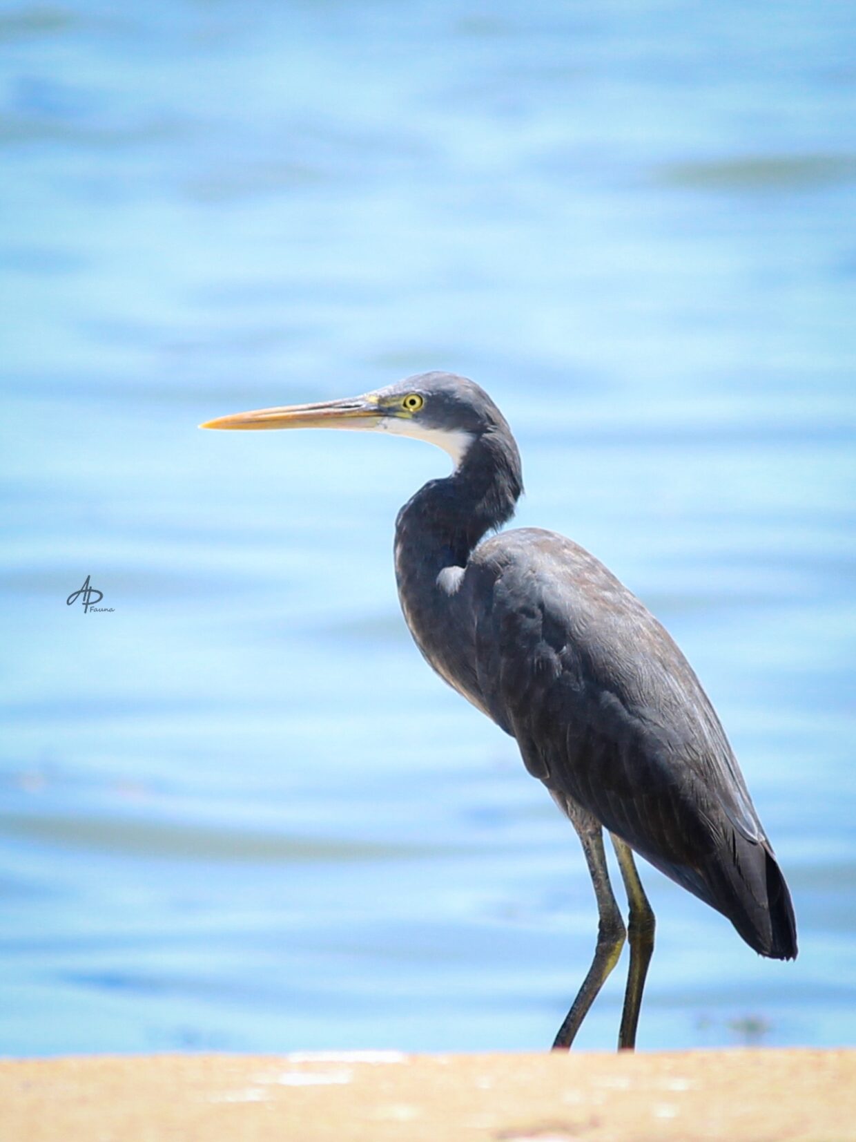WESTERN REEF HERON