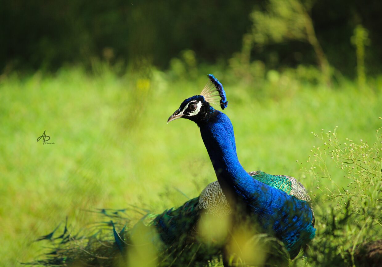 PEAFOWL