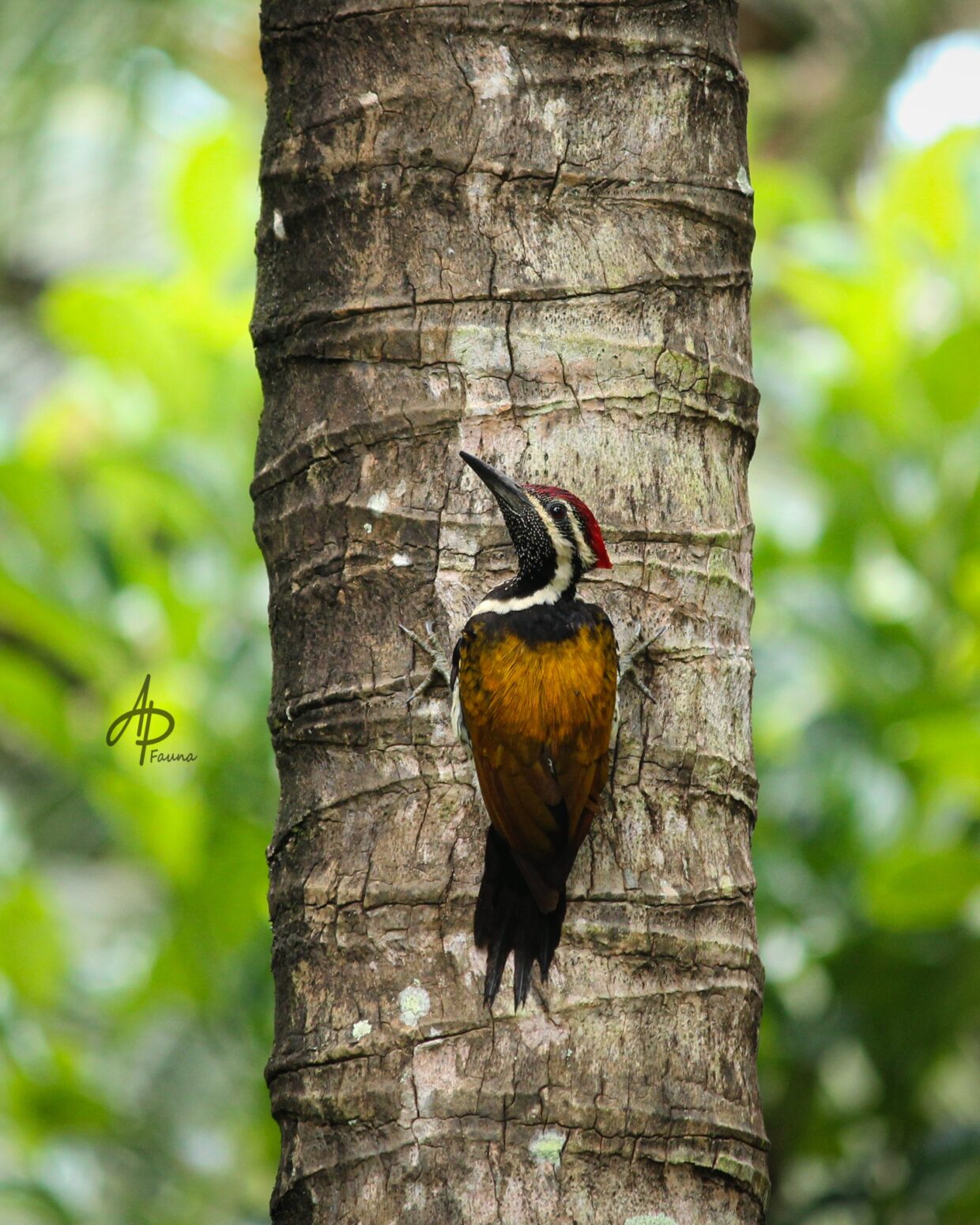 GREATER FLAMEBACK