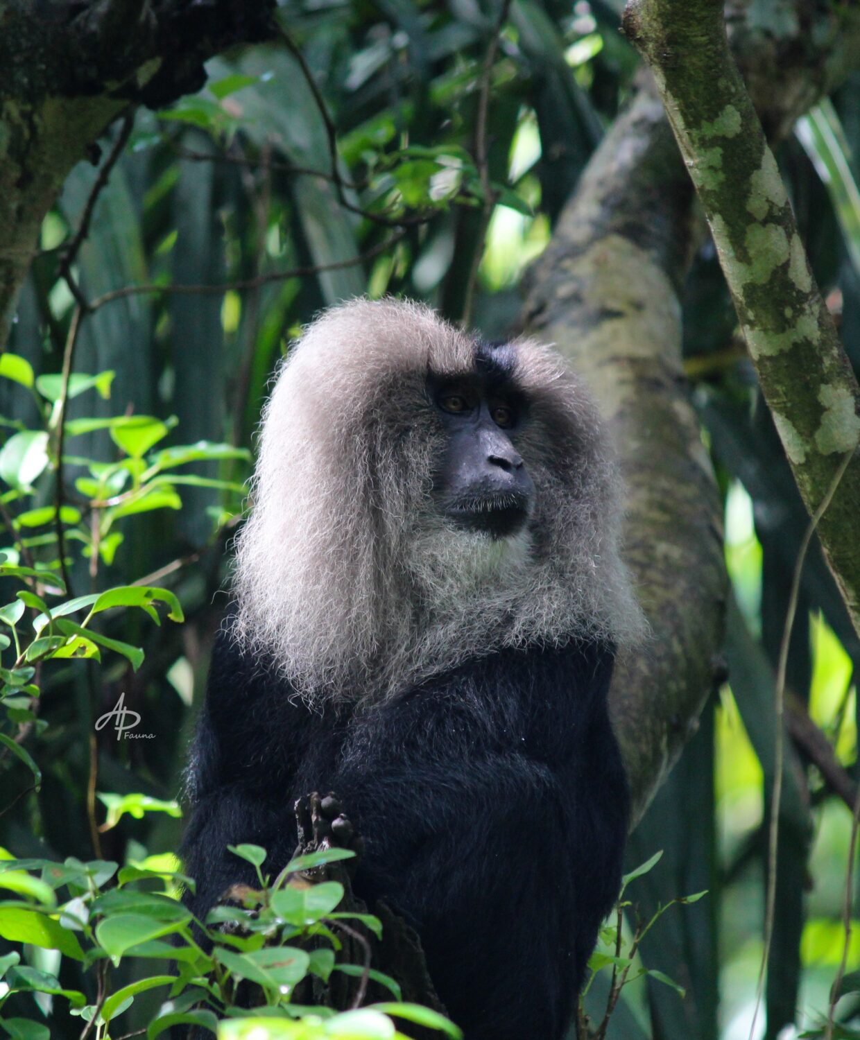 LION-TAILED MACAQUE