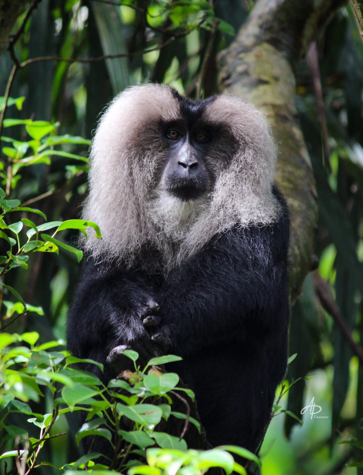 LION-TAILED MACAQUE