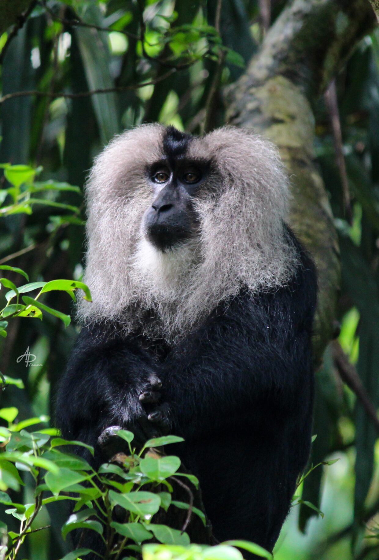 LION-TAILED MACAQUE