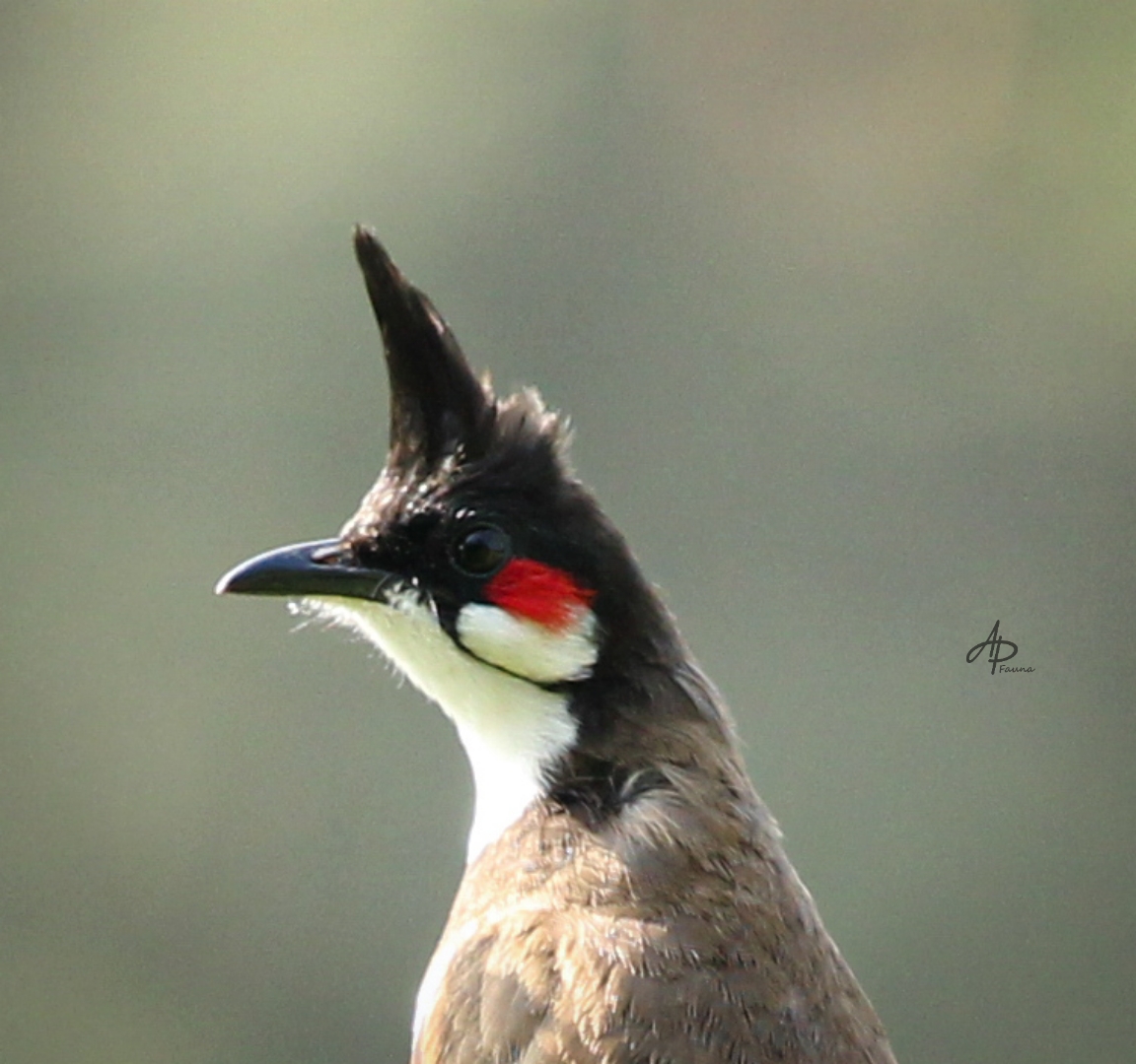RED-WHISKERED BULBUL