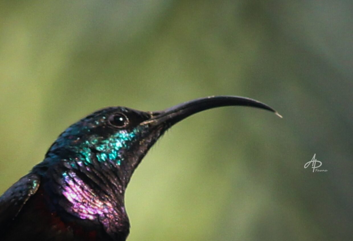 LOTEN'S SUNBIRD