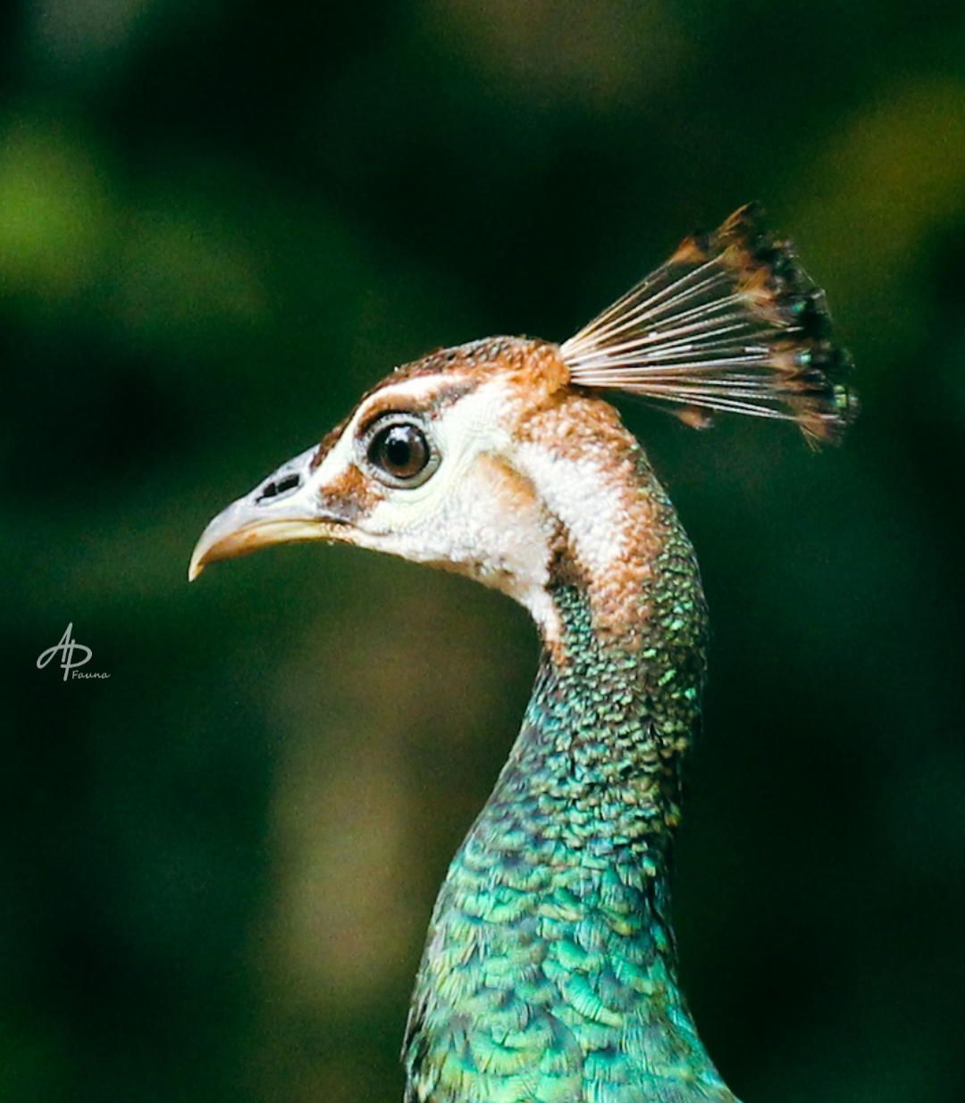 LOTEN'S SUNBIRD