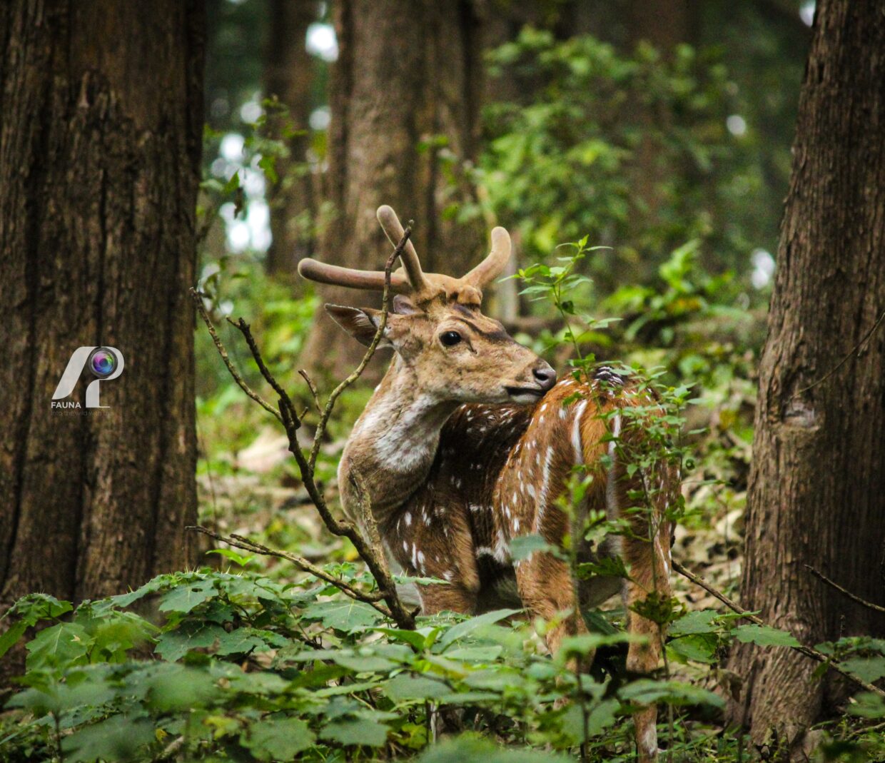 RED DEER