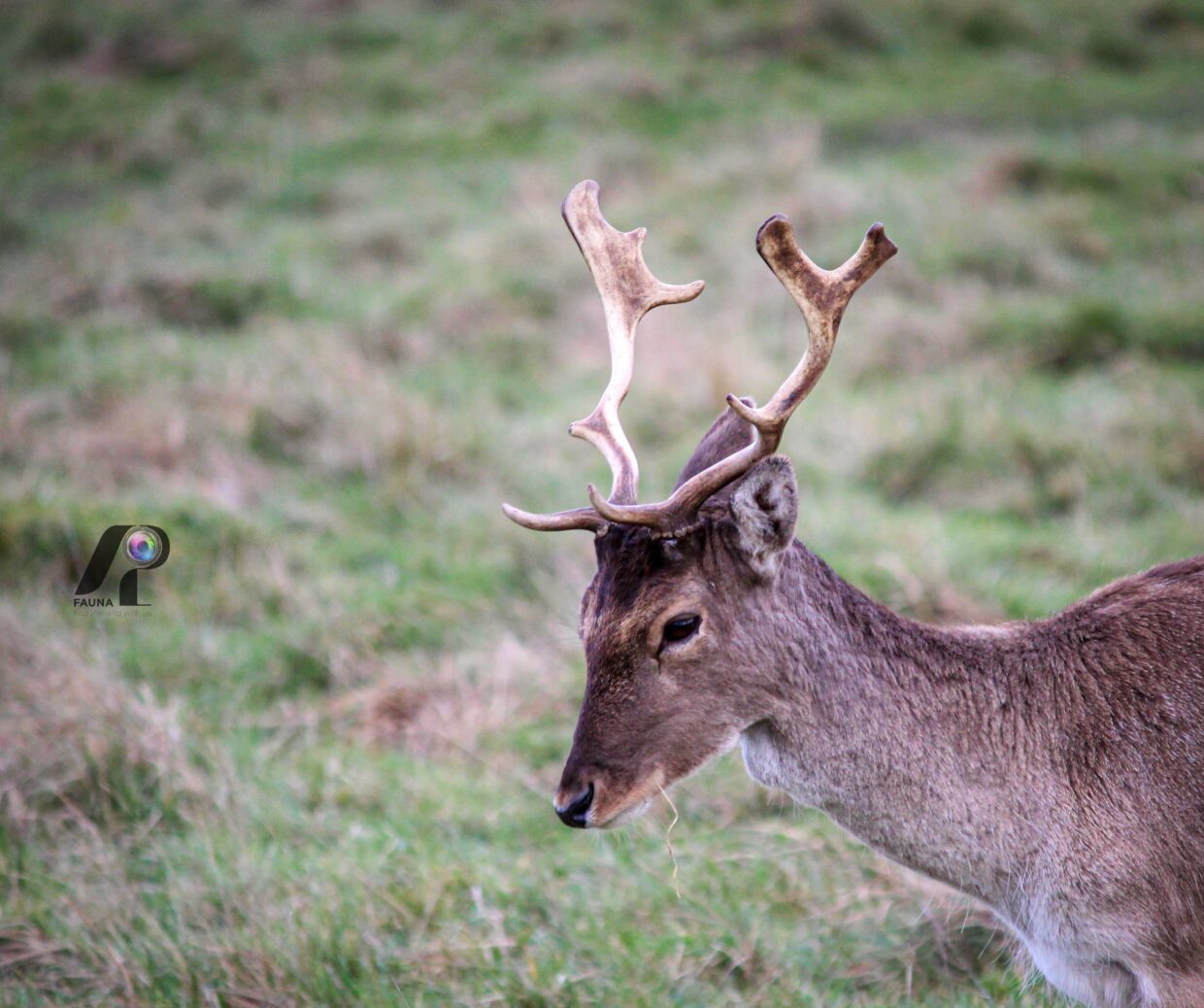 RED DEER