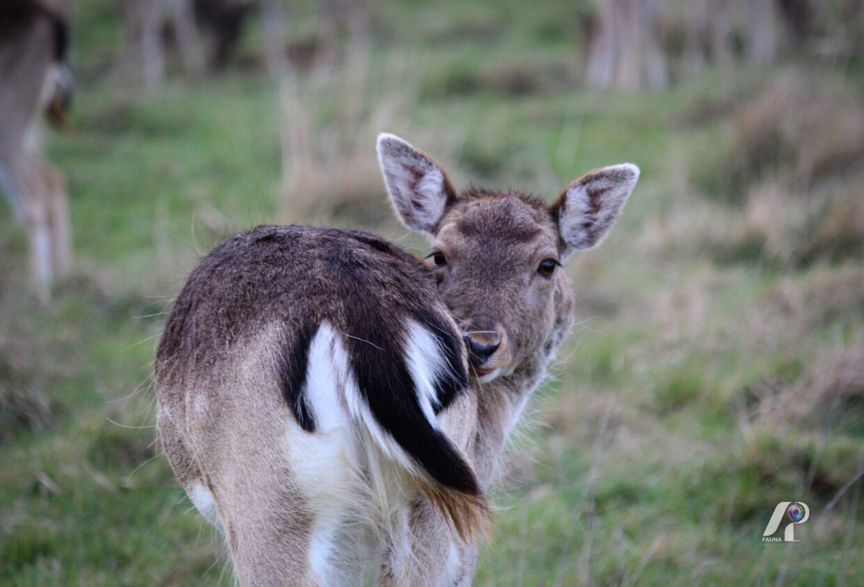 RED DEER