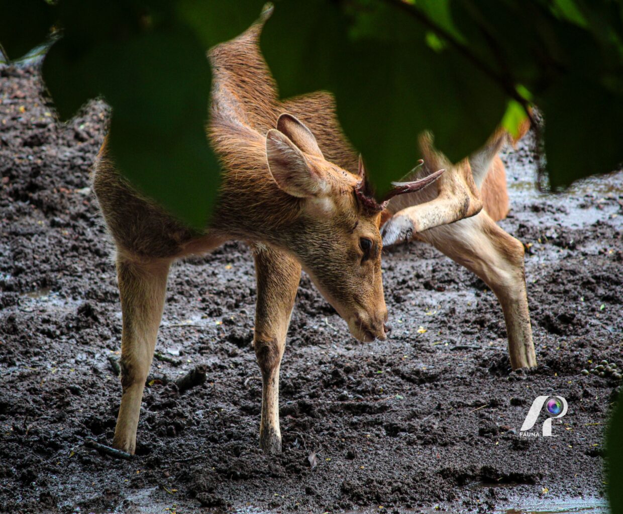RED DEER