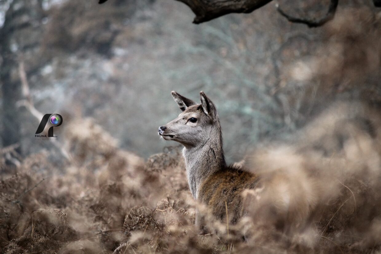 RED DEER