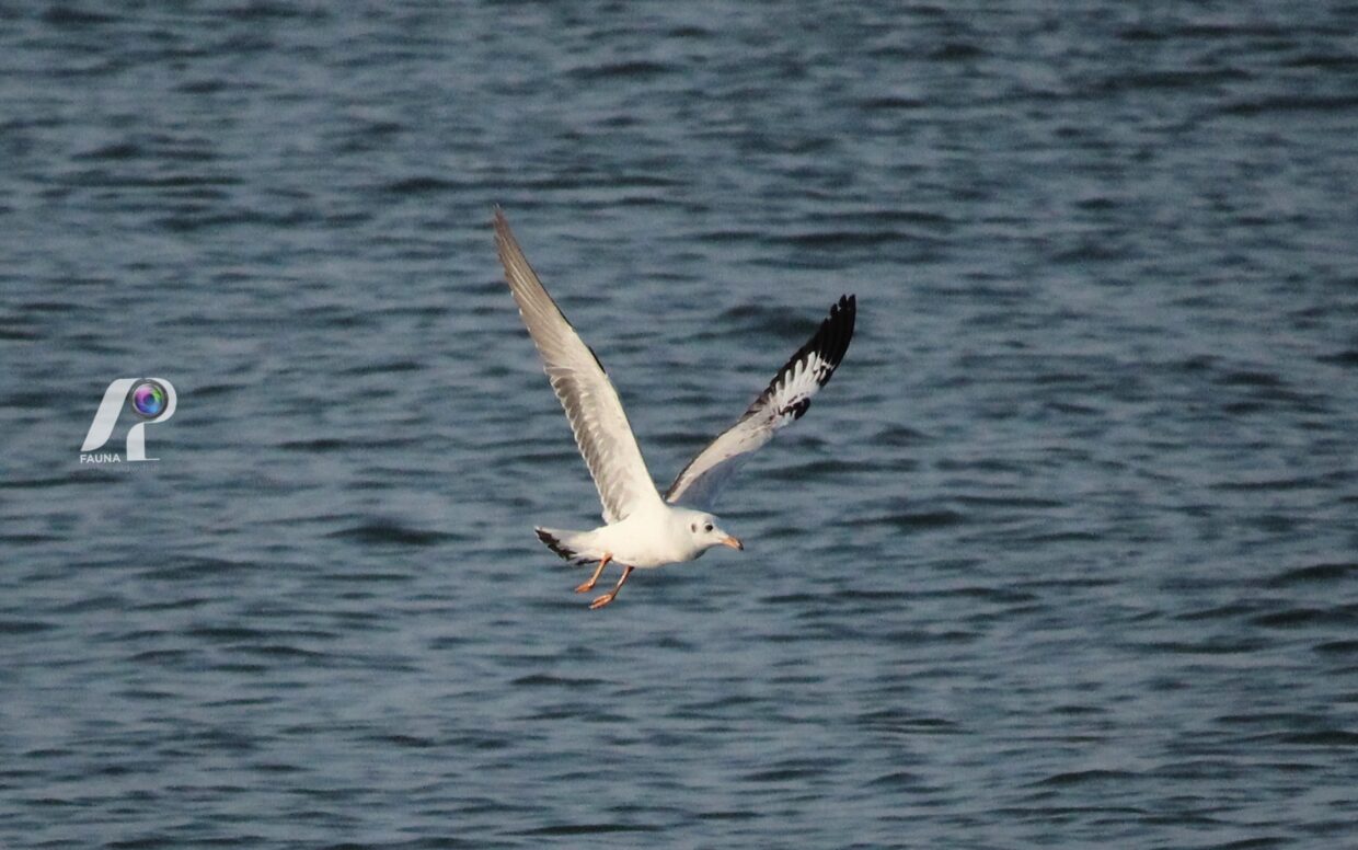 BLACK-HEADED GULL
