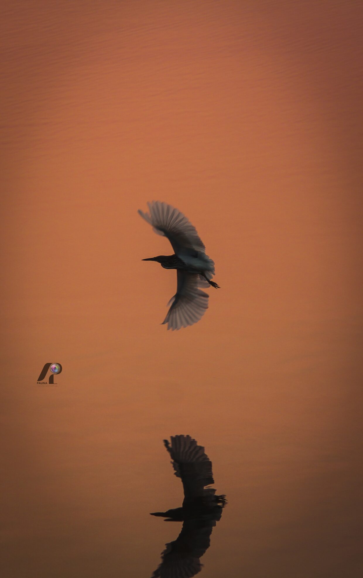 BLACK-HEADED GULL
