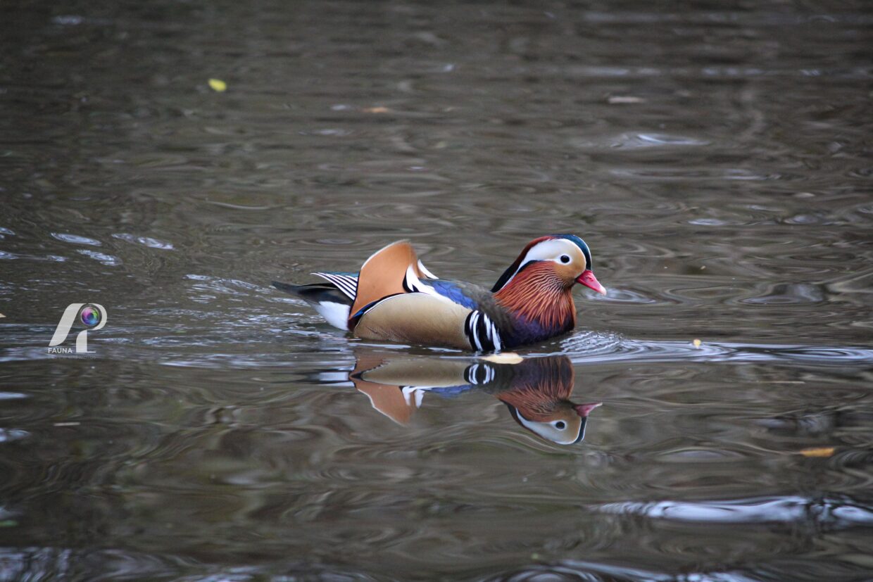 MANDARIN DUCK